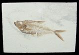 / Inch Diplomystus Fossil Fish #3781-1